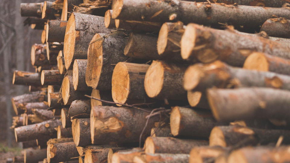 Logs stacked in piles